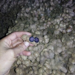(1kg) Gừng đen - ngải đen - black ginger