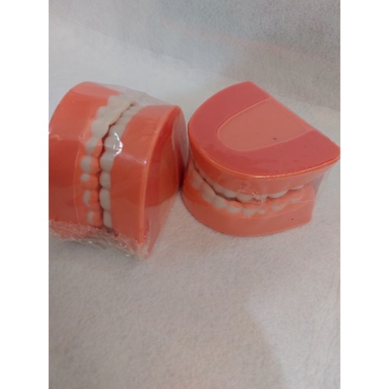 Mô hình hàm răng mô phỏng hàm răng của con người đồ chơi mầm non