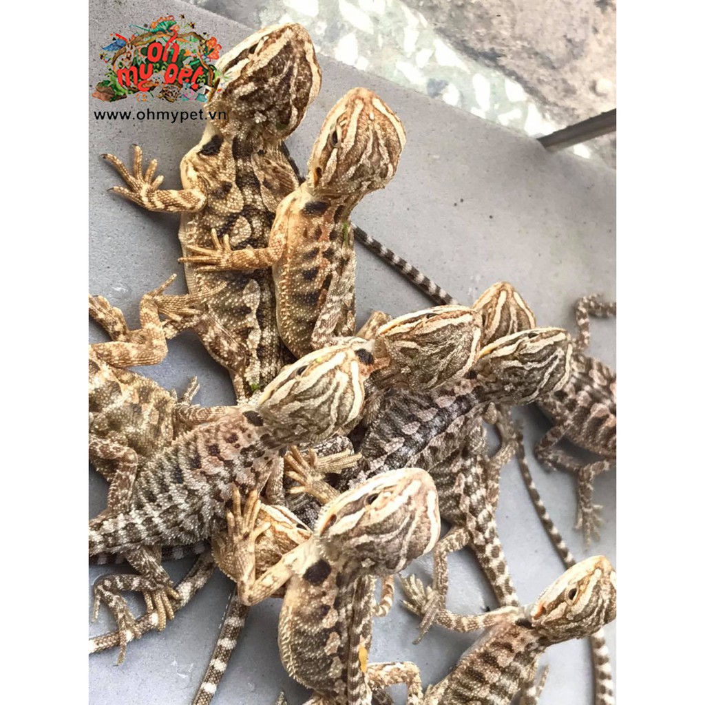 Thức ăn cho rùa,Bearded Dragons, Green Iguanas Mazuri  100g