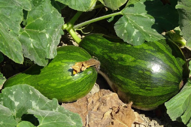 Hạt giống bí đỏ hồ lô - dễ sống dễ trồng