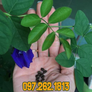 HẠT GIỐNG HOA ĐẬU BIẾC - HẠT ĐẬU BIẾC ORGANIC NHÀ TRỒNG