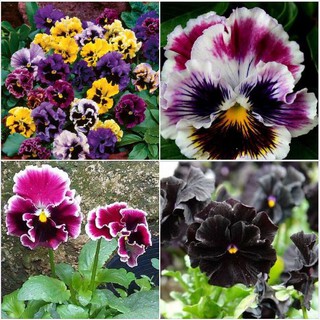 Bộ 3 gói hạt giống Hoa pansy kép Mix