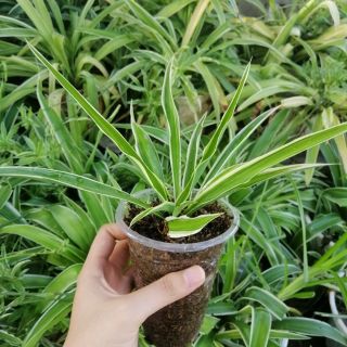 Cây Lan Chi cảnh