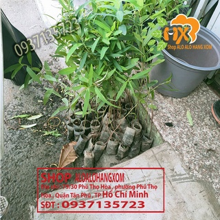 cây bạch đàn đỏ cây giống -combo 50 cây