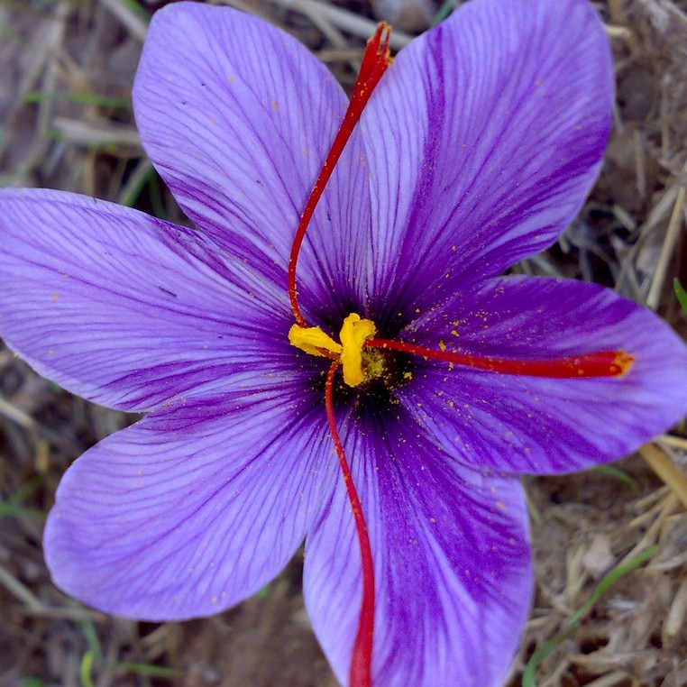 [Cao Cấp] Nhụy Hoa Nghệ Tây Saffron Salam 1Gram