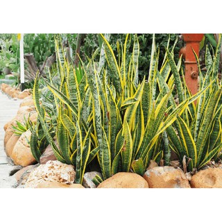 Cây Lưỡi Hổ viền vàng