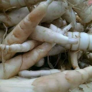 Bột Bình Tinh/ Mình Tinh nhà lọc