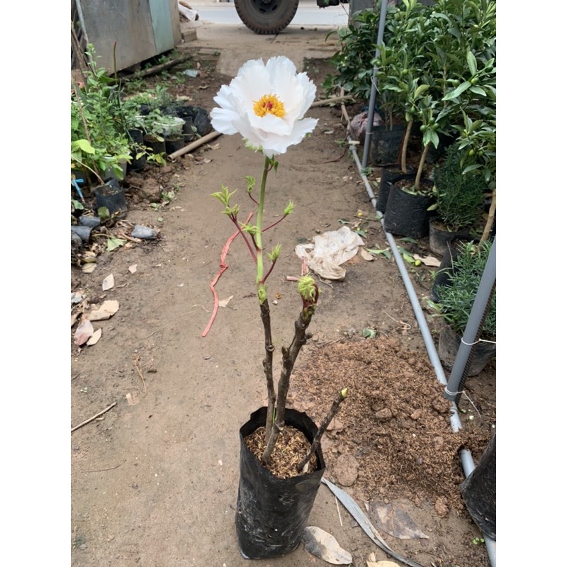 Cây hoa Mẫu Đơn