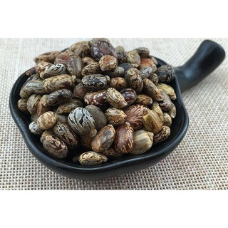 HẠT GIỐNG THẦU DẦU (xanh/ tía/ mix)  - 10 Hạt/ gói