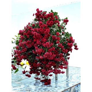 10 cây giống cúc đỏ sơn la