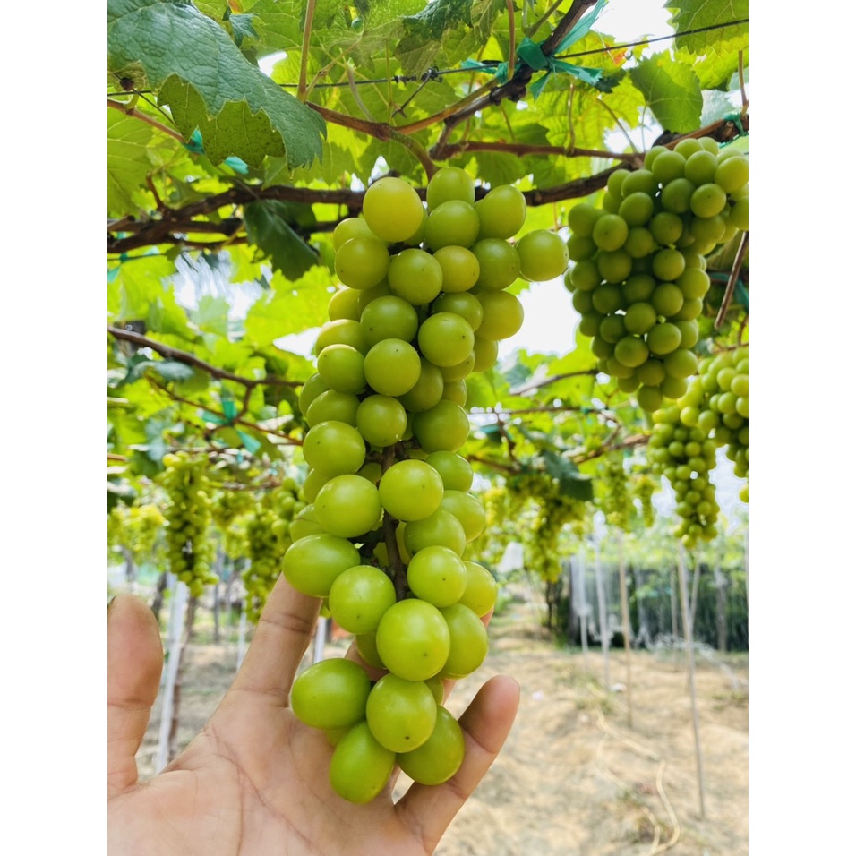 Cây Nho Giống Mẫu Đơn Hàn Quốc Leo Giàn