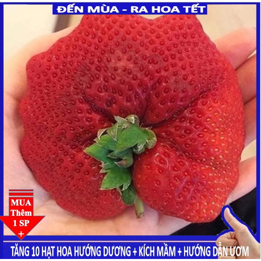 Shop 1k - 50 Hạt giống dâu tây khổng lồ chịu nhiệt