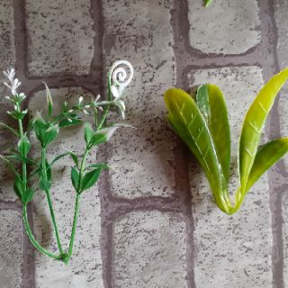 100gram cỏ điểm