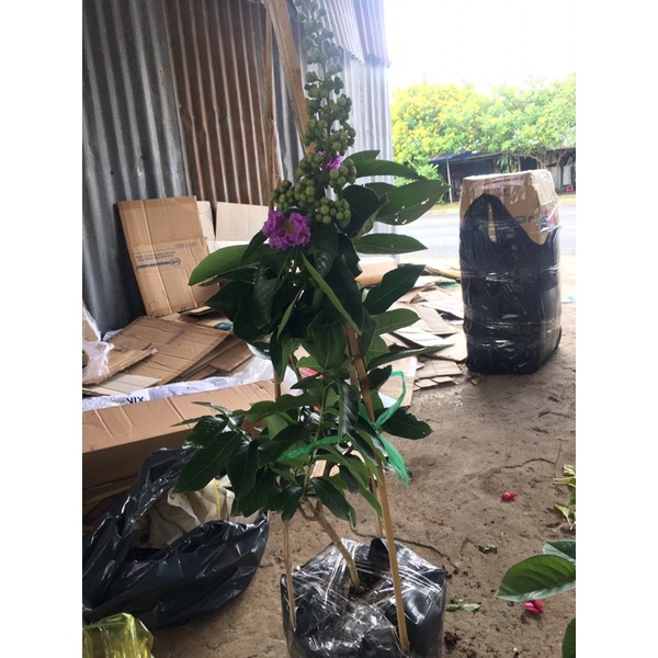Cây bằng lăng thái màu tím