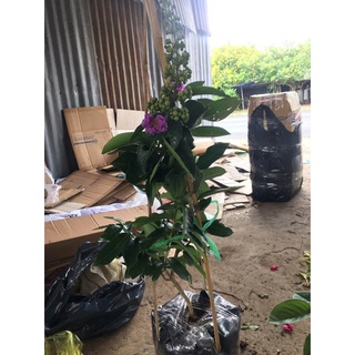 Cây bằng lăng thái màu tím