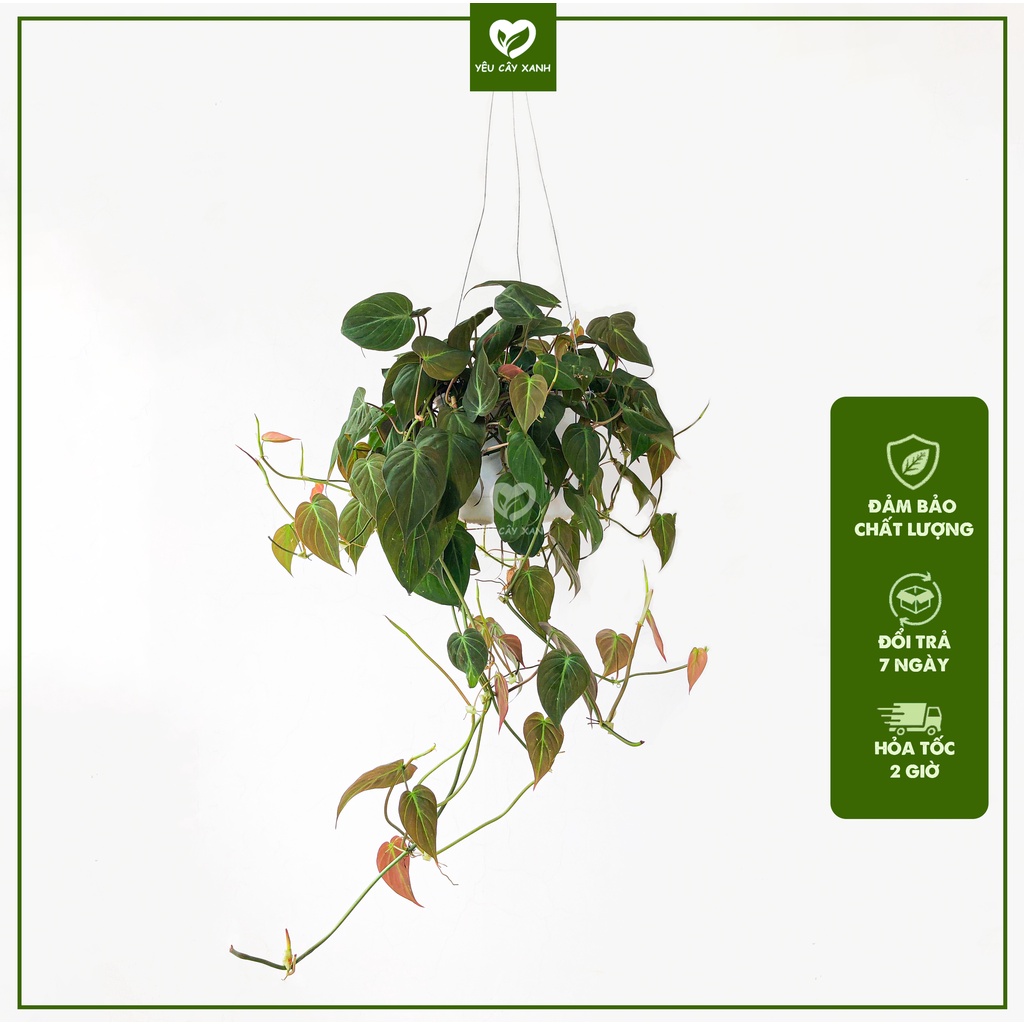 Cây treo Trầu Bà Mican - Philodendron micans