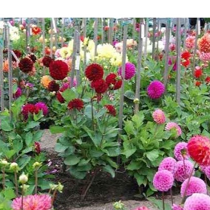 Shop 1K - 25H - HẠT GIỐNG HOA THƯỢC DƯỢC - Tặng thuốc kích hạt nảy mầm nhanh chóng + Hướng dương siêu Lùn