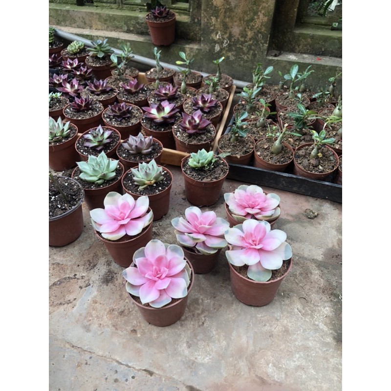 Sen đá hồng tâm - cây khỏe mạnh thuần khí hậu dễ chăm