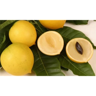 Cây vú sữa hoàng kim- Cây ghép cho trái sớm-Cây hoa kiểng Đồng Tháp