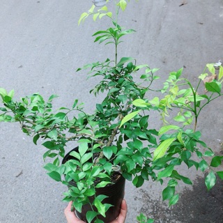 Cây Nguyệt Quế Bonsai