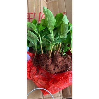 cẩm tú cầu