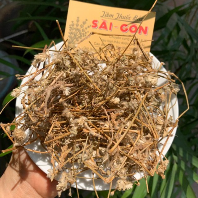 Cây Nở Ngày Đất 1kg