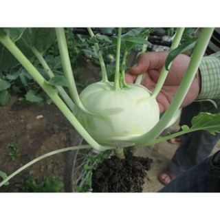 [Big Sale] (1300 hạt) Hạt giống su hào mơ xanh NK Thái lan