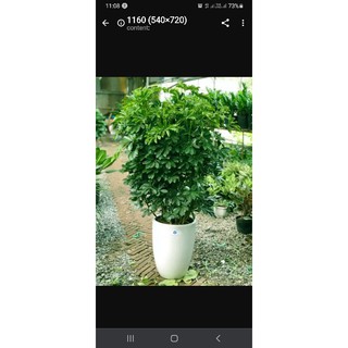 Cây ngũ gia bì, cây đuổi muỗi.hình 2,3