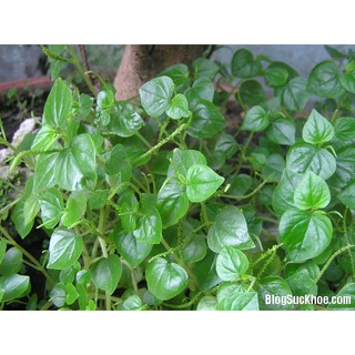 HẠT GIỐNG CÁC LOẠI RAU
