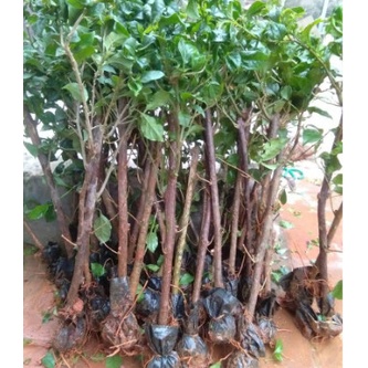 Cây Giống Hoa Giấy  thái