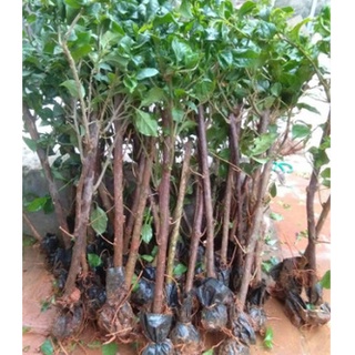 Cây Giống Hoa Giấy  thái
