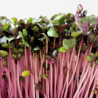 20g HẠT GIỐNG RAU MẦM CỦ CẢI ĐỎ