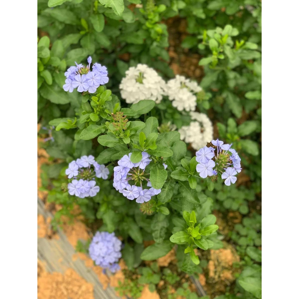 Chậu cây hoa bạch xà, đuôi công hoa trắng, white plumbago