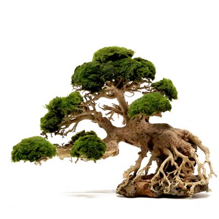Lũa Bonsai mini cho bể cá thủy sinh 25x20