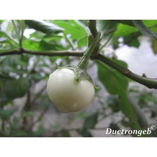 HẠT GIỐNG CÀ PHÁO, CÀ DĨA
