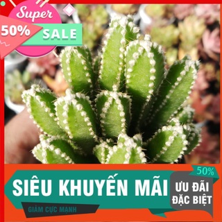 Xương rồng thanh sơn
