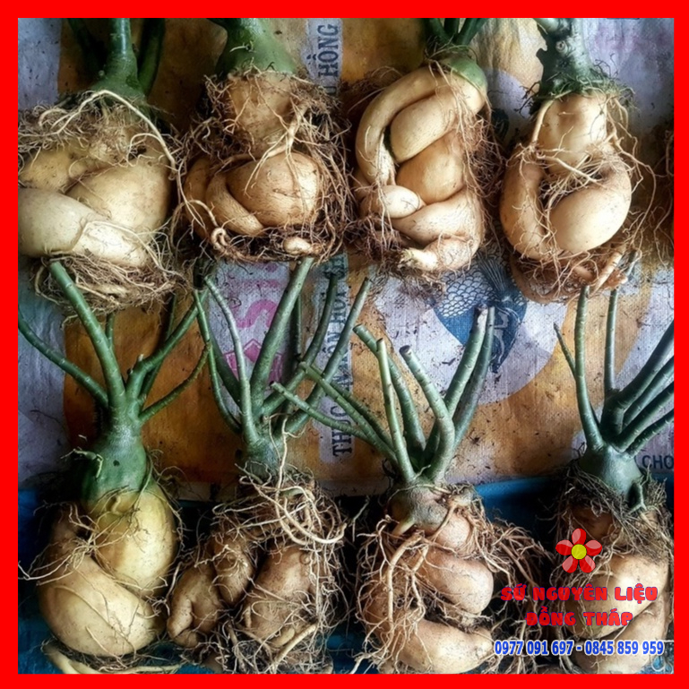 Combo 10 cây sứ Thái, sứ nguyên liệu - trồng nguyên thủy hoặc ghép chậu C9 -  củ đẹp siêu to