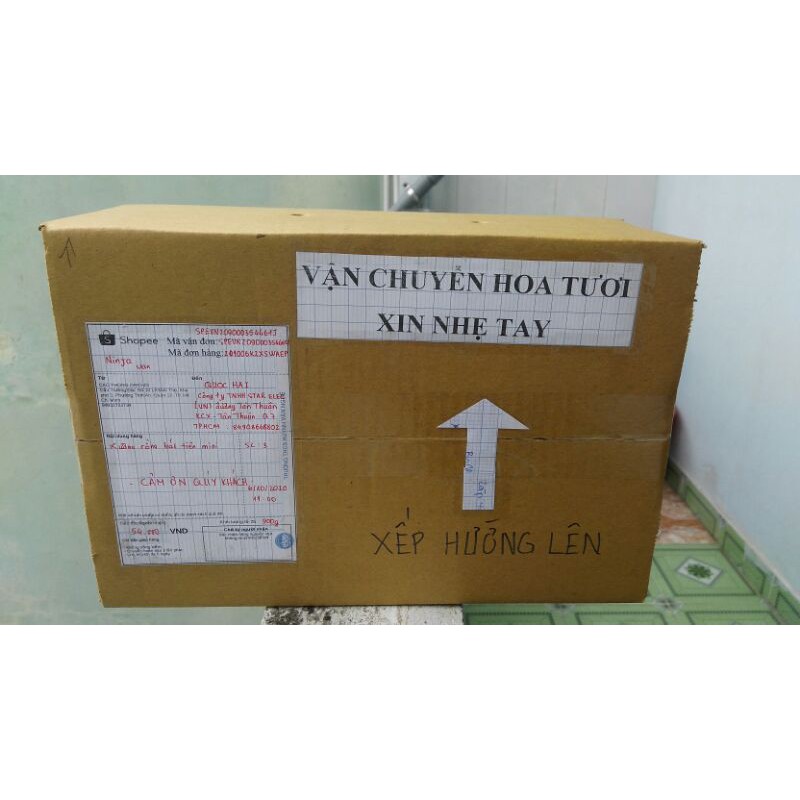 Xương rồng bát tiên mini