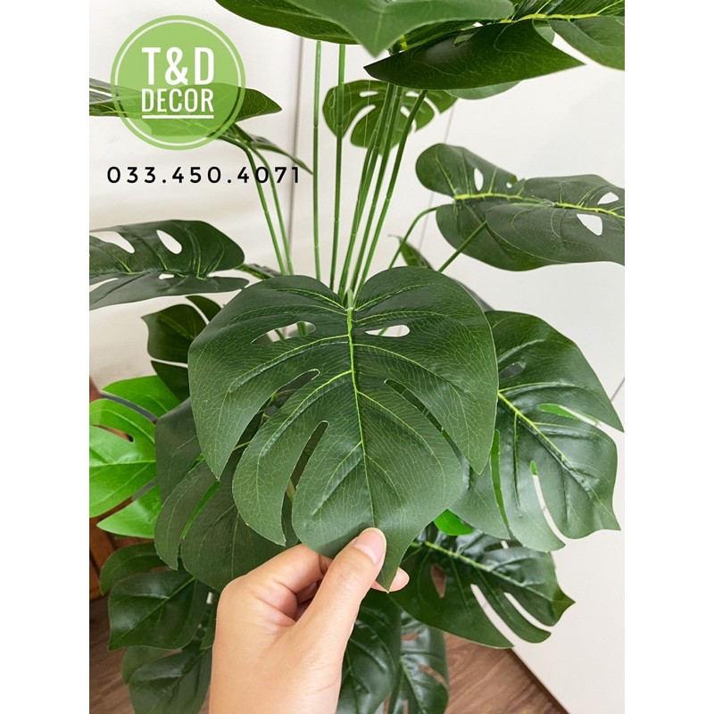 Cây trầu bà monstera/ Cây lá rùa 1M3