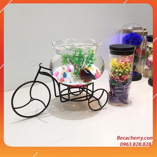 Bể Cá Mini Để Bàn Xe Đạp Cỡ To 99 ( Tặng kèm combo 02 phụ kiện trang trí )