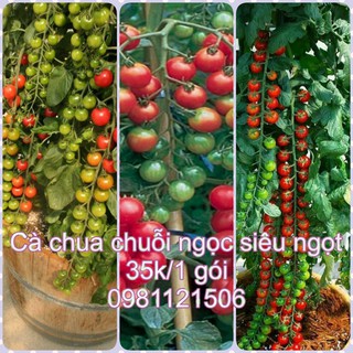 Hạt giống cà chua chuỗi ngọc siêu ngọt. Combo 2 gói tặng 2 viên nén ươm hạt và kích mầm.