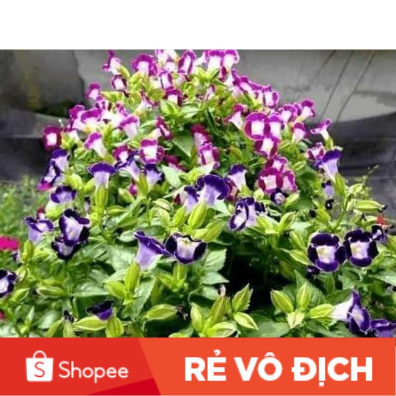 SALE SOCK 200 hạt giống hoa mắt nai nhiều màu 😍🌹SIÊU XINH🏜️🏵️chất lượng cao