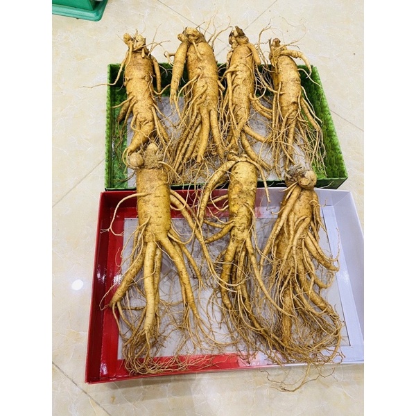 Sâm nguyên củ Hàn Quốc 8-10 củ/kg giá chỉ 350k/củ