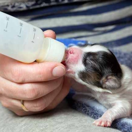 Sữa Bột Bio-Milk Cho Chó Mèo (100g)