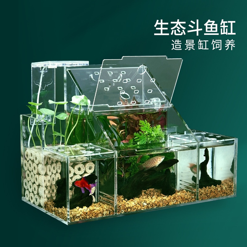 Bể Cá Chọi Sinh Thái, Hộp Cách Ly Để Nhân Giống Và Ấp Trứng Cá Bảy Màu, Lọc Nước Tuần Hoàn