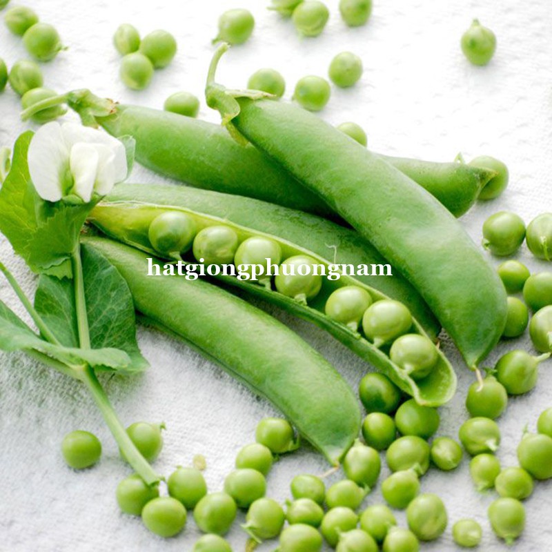 5 GR - HẠT GIỐNG ĐẬU HÀ LAN BỤI LÙN