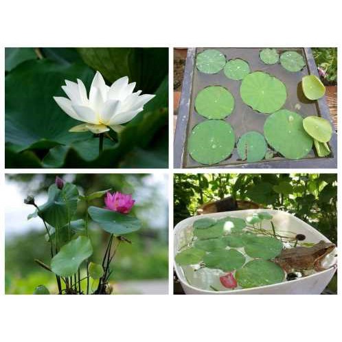 Bùn khô chuyên dùng trồng hoa sen nhật mini, trồng hoa súng, trồng rau sạch... gói 200gr - HV Store 161