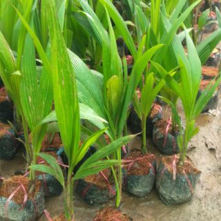 Combo cây trà xanh+1phật thủ+1dừa xiêm dây f1+2 vú sữa hoàng kim