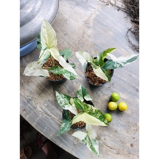 syngonium albo trầu bà