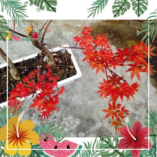 Green Garden -- Hạt giống cây phong lá đỏ - tặng kèm 1 gói hạt giống ngẫu nhiên ! o.Ô >< .